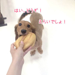 とってきたよ！