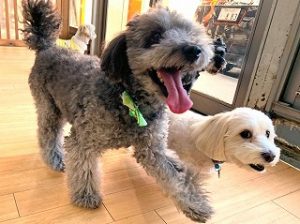 元気にお散歩をする犬ちゃん。