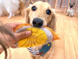 おもちゃで遊んでいる犬ちゃん。