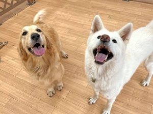 スタッフさんにお腹が空いたアピールをする犬ちゃん。