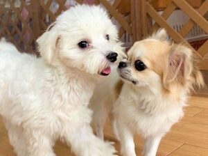 こそこそお話し中の犬ちゃん。