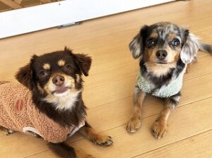 ペットホテルでのんびりくつろぐ犬ちゃん。