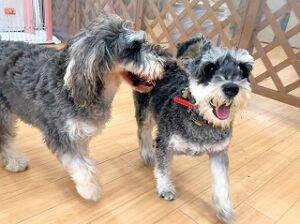 ペットホテルを探検中の犬ちゃん。