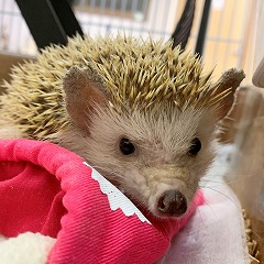 ペットホテルでくつろぐハリネズミちゃん