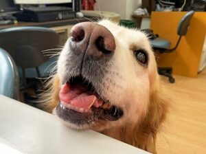 ペットホテルのスタッフさんにおやつをおねだりする犬ちゃん。