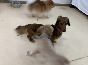 犬ちゃんプレイエリアでお遊び