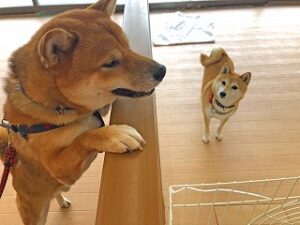 犬ちゃん達、一緒に遊びたいのかな？