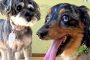 ペットホテルでお散歩中の犬ちゃん。
