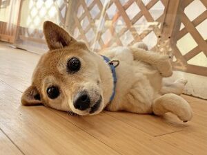 ペットホテルでのんびりくつろぐ犬ちゃん。