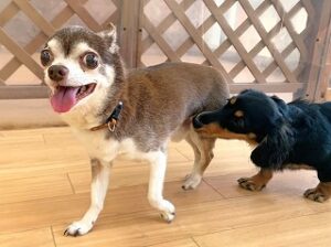 追いかけっこをしている犬ちゃん。