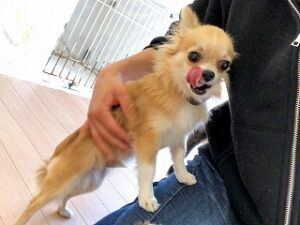 スタッフさんの膝の上が大好きな犬ちゃん。