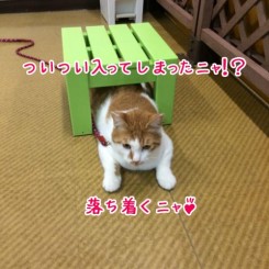 狭いところについつい・・・