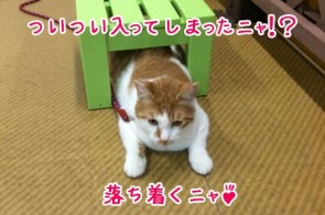 狭いところについつい・・・