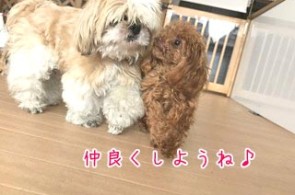 仲良し犬ちゃん