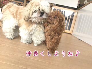 仲良し犬ちゃん