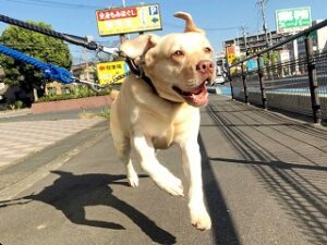 お散歩が大好きな犬ちゃん。