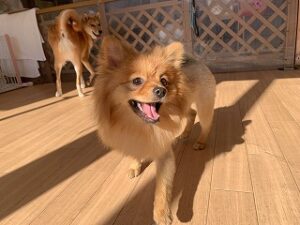 ペットホテルをお散歩中の犬ちゃん。