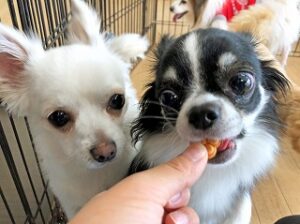 おやつをとりあう犬ちゃん達。