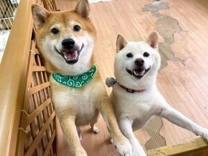 ペットホテルで新しいお友達が出来た犬ちゃん。