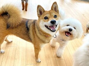 ペットホテルで新しいお友達が出来た犬ちゃん。