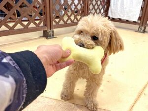 おもちゃで遊んでいる犬ちゃん。