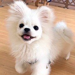 ペットホテルで元気にかけっこをしている犬ちゃん。