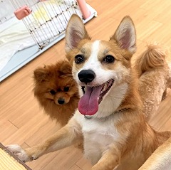 ペットホテルのスタッフさんと一緒に遊びたい犬ちゃん。