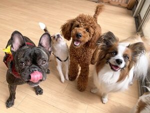 ペットホテルは今日も犬ちゃん達がたくさん遊びに来ています。