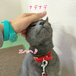 なでなでニャン♪
