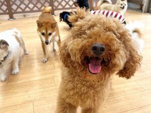 カメラに興味津々な犬ちゃん。