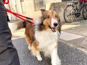 楽しそうにお散歩をしている犬ちゃん。