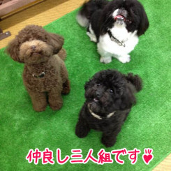 仲良しワンちゃん