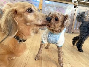 写真に見切れる犬ちゃん。