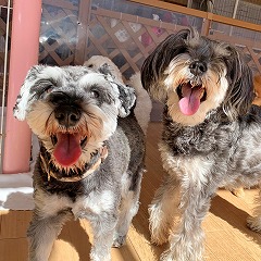 日光浴をする犬ちゃん。