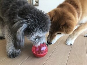 ボールで遊ぶ犬達