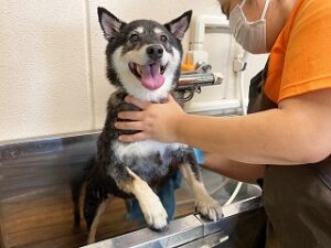 シャンプーをしてもらって気持ちよさそうな犬ちゃん。