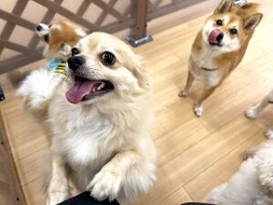 大好きなスタッフさんに駆け寄る犬ちゃん。