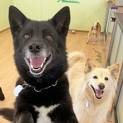 ペットホテルのスタッフさんと一緒に遊びたい犬ちゃん。