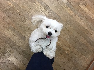 遊ぼう、犬ちゃん