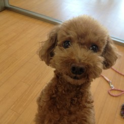 トイプードルのルルちゃん