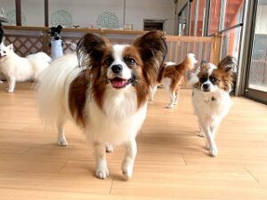 気持ちよさそうに日向ぼっこをしている犬ちゃん。