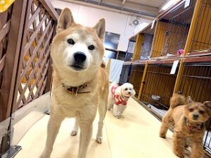 ペットホテルを探検中の犬ちゃん達。