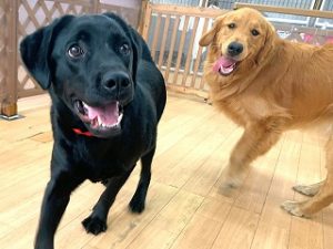 ペットホテルで追いかけっこをしている犬ちゃん