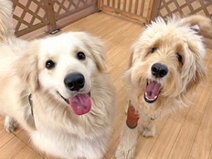 ペットホテルで新しいお友達が出来た犬ちゃん。