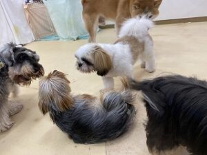 犬ちゃんお話し中