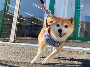 外散歩で張り切る犬ちゃん。