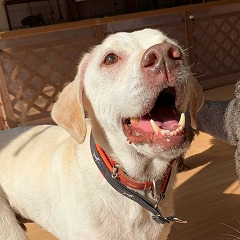 ペットホテルで日光浴をする犬ちゃん。