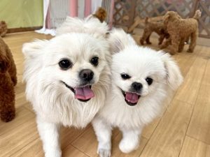 仲良し同士でお散歩をする犬ちゃん。