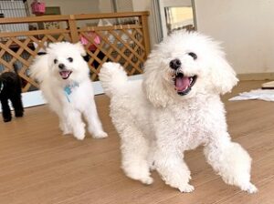 ペットホテルをお散歩中の犬ちゃん。