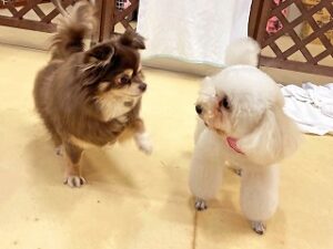 はじめましてのご挨拶をしている犬ちゃん。